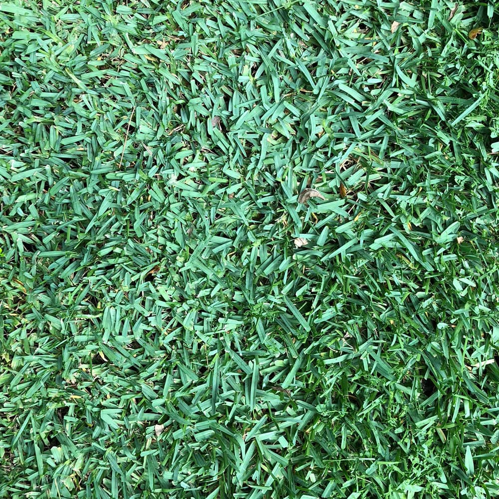 St. Augustine CitraBlue Premium Grass Plugs - Seed World
