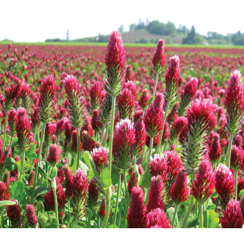 Crimson Clover Seed by Seed World USA