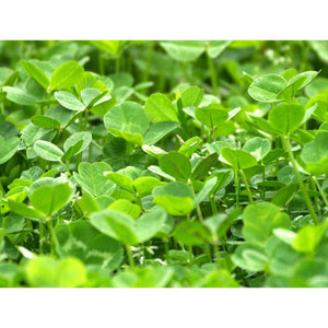 Imperial Whitetail Clover Seed - Seed World