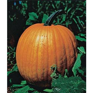 Connecticut pumpkin