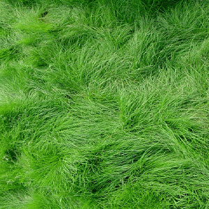 Rosecity Creeping Red Fescue Grass Seeds - 50lbs - Seed World