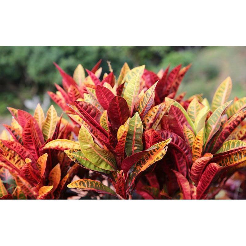 Croton 10" Plant - Seed World