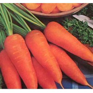 Carrot Danvers Half Long Seed - 1 Packet - Seed World