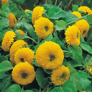 Sunflower Dwarf Sungold Seed - 1 Packet - Seed World