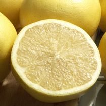 Duncan Grapefruit Seeds - 1 Packet (7 Seeds) - Seed World