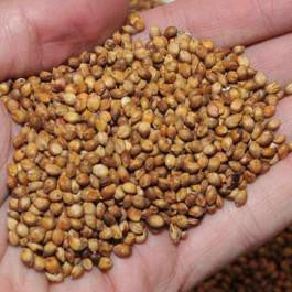 Egyptian Wheat Seed - Seed World