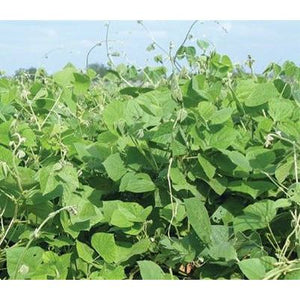 Tecomate LabLab Food Plot Seed - 20 Lbs. - Seed World