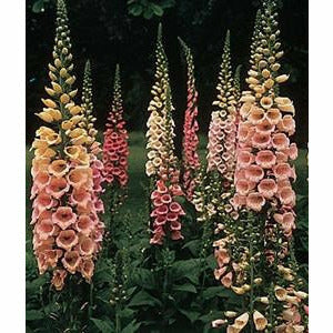 Foxglove Excelsior Hybrid Mixed Colors Seed Heirloom - 1 Packet - Seed World