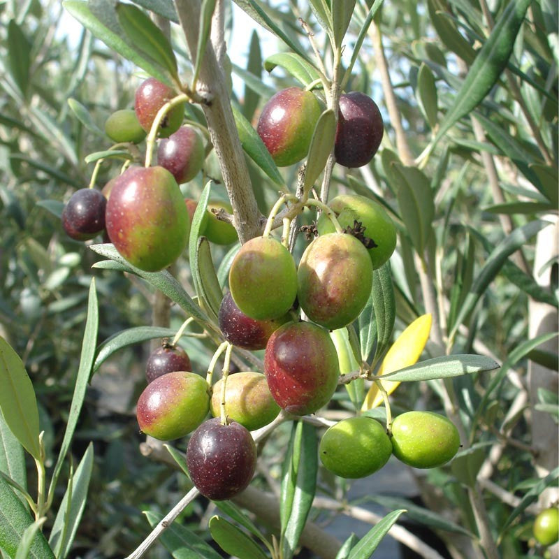 Arbequina Olive Tree Plant - 1 Gallon - Seed World