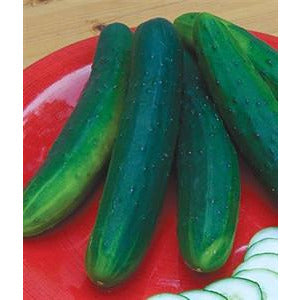 Cucumber Garden Sweet Burpless Seed Hybrid