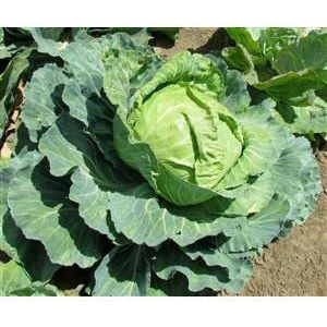 Cabbage Golden Acre Seed Heirloom - 1 Packet - Seed World