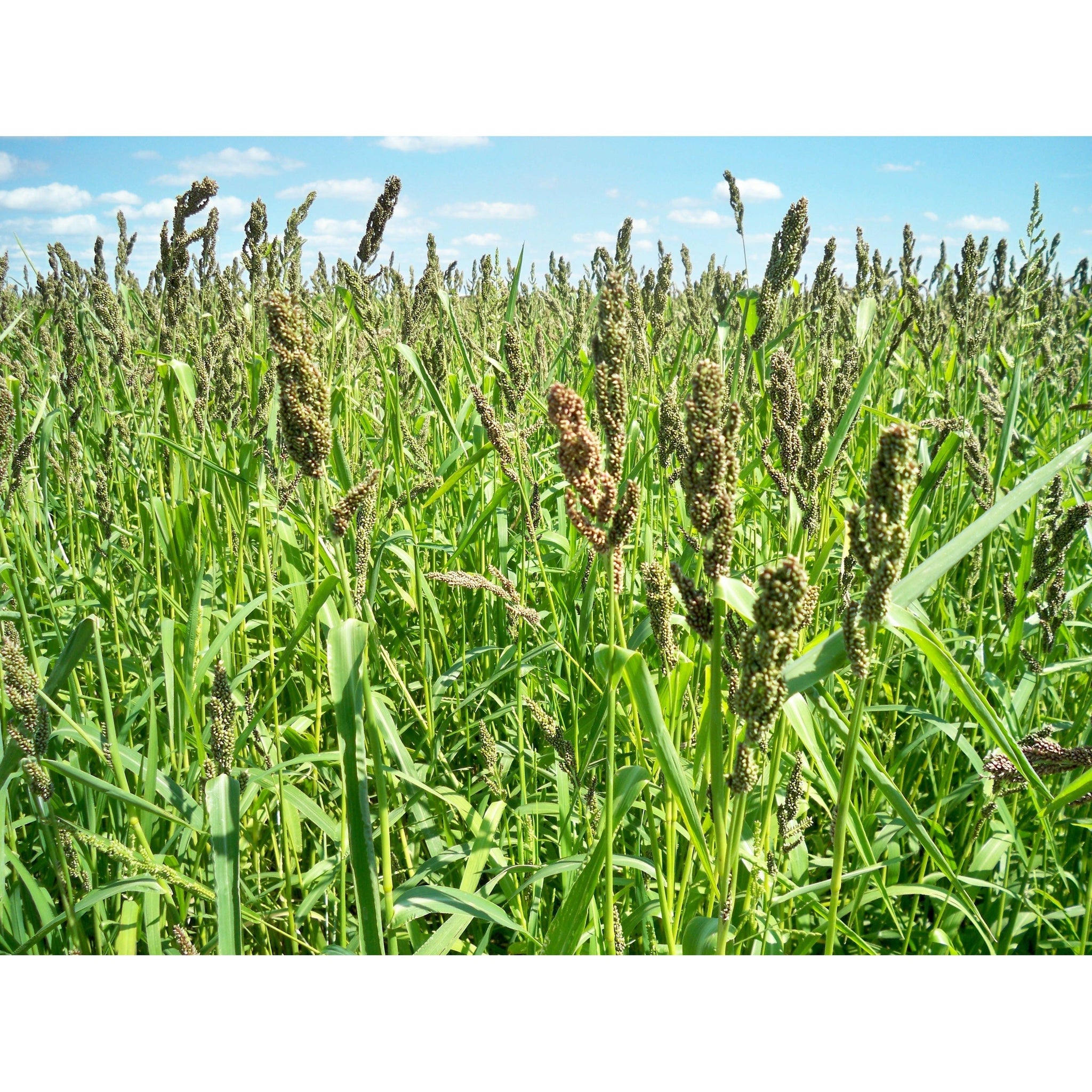 german millet herbicides Golden German Foxtail Millet Seed