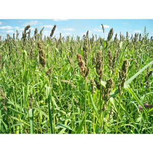 Golden German Millet - 50lbs. - Seed World