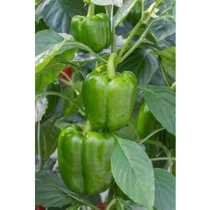 Pepper Early Calwonder Seed Heirloom 