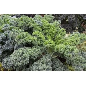 Kale Vates Dwarf Blue Curled Seed Heirloom - 1 Packet - Seed World