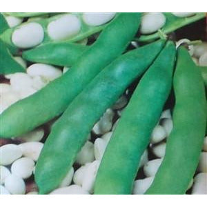 Henderson's Lima Bush Bean Seeds