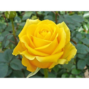 Rose Duet (Multi-Colored) Plant - 2 Gallon - Seed World