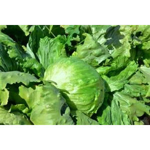 Iceberg lettuce packets