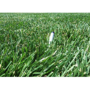 Rendition Turf-type Tall Fescue Grass Seeds - 50 lbs. - Seed World