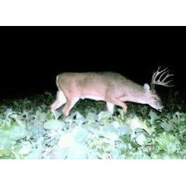 Trophy Rape Food Plot Seed - Seed World
