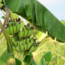 Dwarf Cavendish Banana Tree Plant - 1 Gallon - Seed World