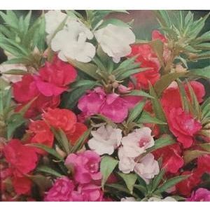 Impatiens Tom Thumb Seed - 1 Packet - Seed World