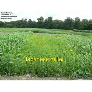 Japanese Millet Seed - Seed World