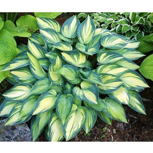 Hosta Plant - 2.5 Quarts - Seed World