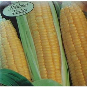 Sweet Corn Kandy Korn Seed Heirloom - 1 Packet - Seed World