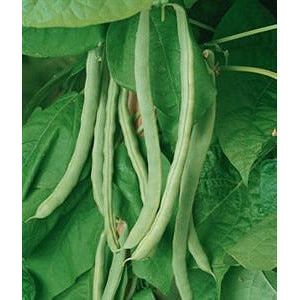 Garden Bean Kentucky Wonder Pole Seed Heirloom - 1 Packet - Seed World