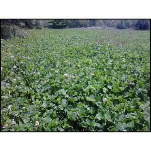 Osceola Ladino Clover Seed - 1 Lb. - Seed World