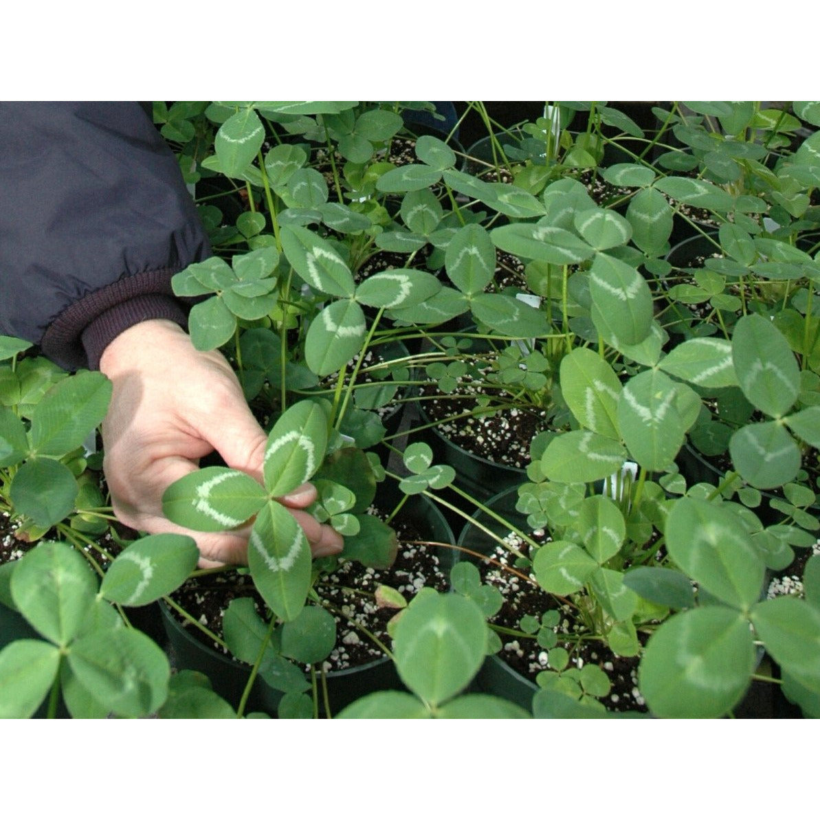four leaf clover plant seeds Apache Arrowleaf Clover Seed
