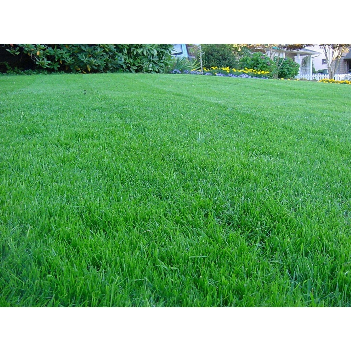 Kentucky Bluegrass Seed Seed World