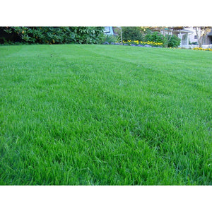 Kentucky Bluegrass Seed - 1 Lb. - Seed World