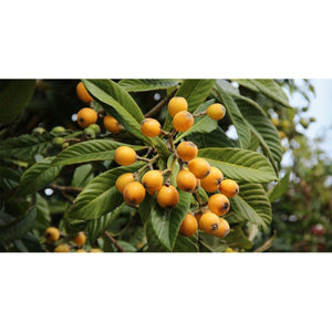 Loquat Fruit Tree - 1 Gallon - Seed World