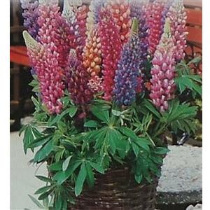 Lupines Minarette Dwarf Mixed Colors Seed - 1 Packet - Seed World
