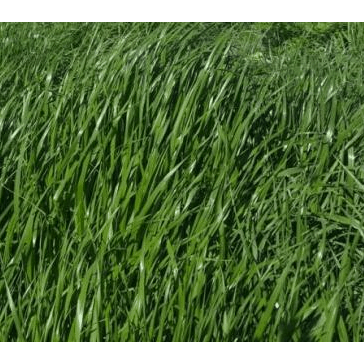 Marshall Ryegrass Seed - Seed World