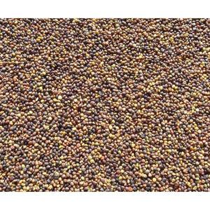 GA-9908 Medium Red Clover Seed - Seed World