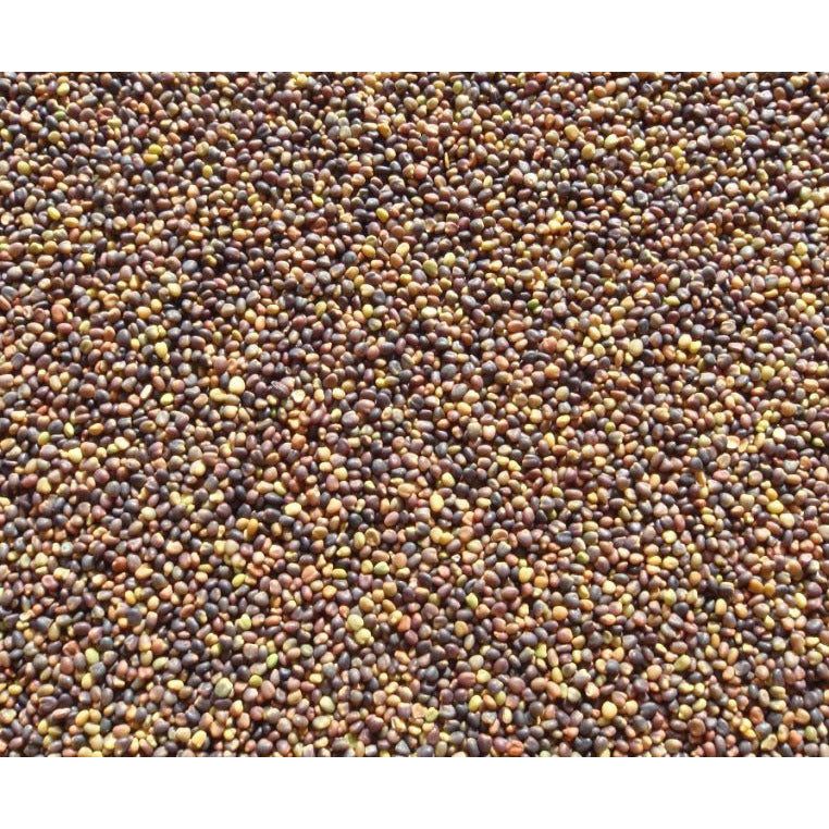 GA-9908 Medium Red Clover Seed - Seed World
