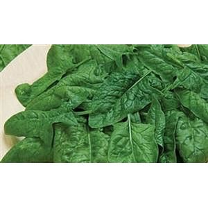 Spinach Melody Seed Hybrid - 1 packet - Seed World