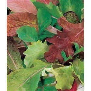 Lettuce Mesclun Blend Seed Heirloom - 1 Packet - Seed World