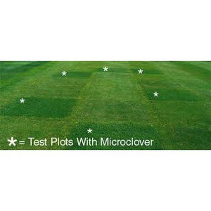 Micro Clover Seed (Pipolina) (Coated & Inoculated) - Seed World