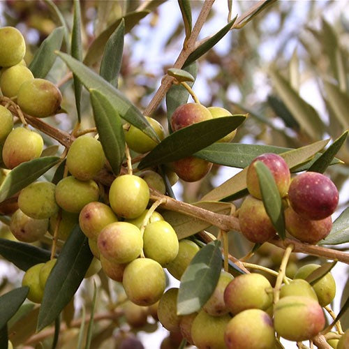 Arbequina Olive Tree Plant - 2.25 Gallon - Seed World