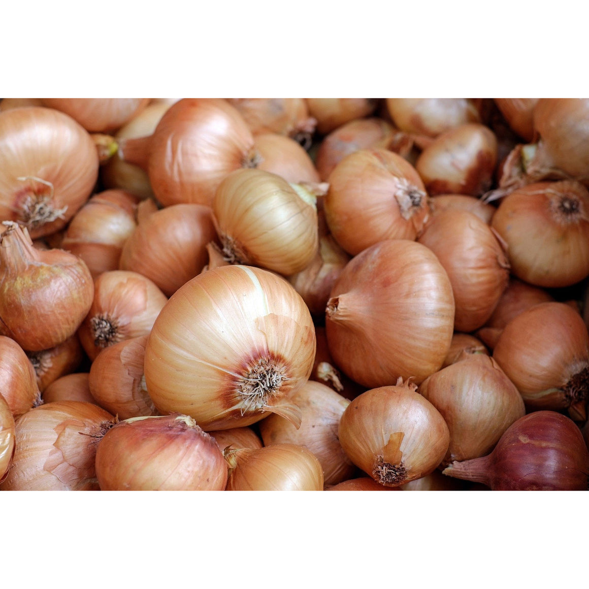 yellow sweet spanish onions