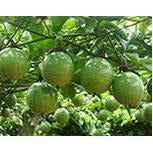 Passion Fruit Plant - 1 Gal - Seed World