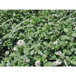 Patriot Clover Seed