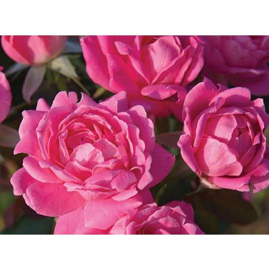 Knock Out Double Pink Rose Plant - 1 Gallon - Seed World