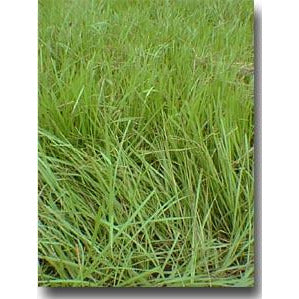 Pensacola Bahia Grass Seed