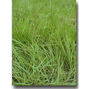 Pensacola Bahia Grass Seed (Coated) - 5 Lbs. - Seed World