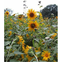 Peredovic Sunflower Black Oil Seed | Bird Food Plot